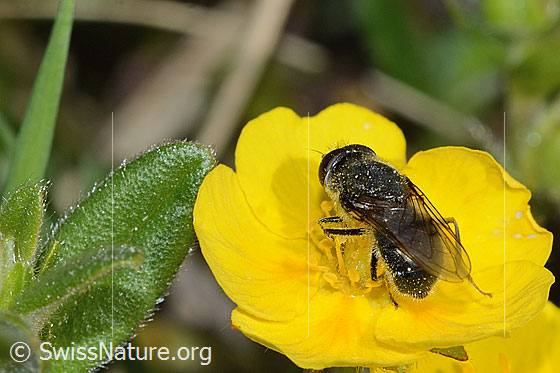 Foto: Wahrscheinlich Gänsedistel-Erzschwebfliege (Cheilosia caerulescens) auf Blume. Länge 8 - 11mm. Männchen. Ansicht von schräg hinten.