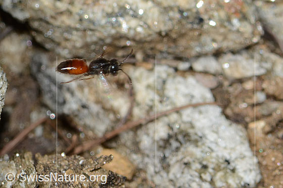 Foto: Wahrscheinlich Gewöhnliche Blutbiene (Sphecodes ephippius). Länge 6mm. Im Flug.