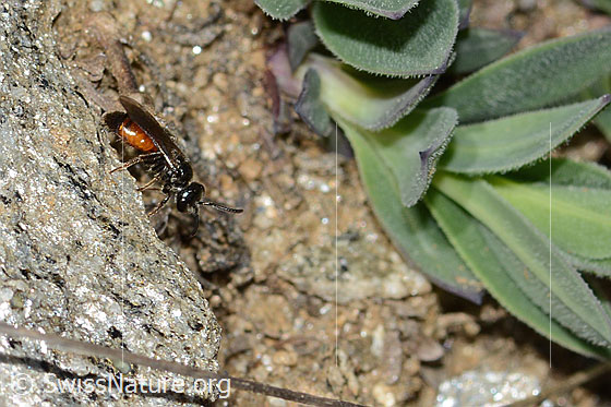 Foto: Wahrscheinlich Gewöhnliche Blutbiene (Sphecodes ephippius). Länge 6mm. Ansicht von der Seite.