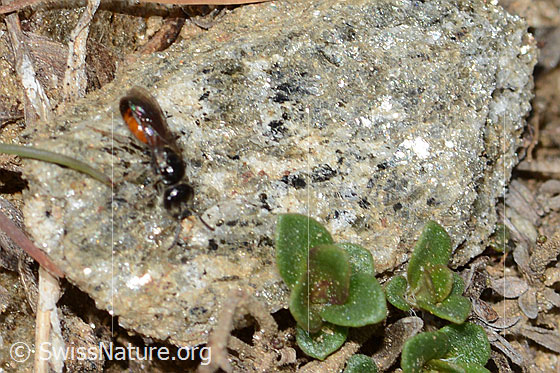 Photo: Probably Sphecodes ephippius. Length 6mm. View from above.