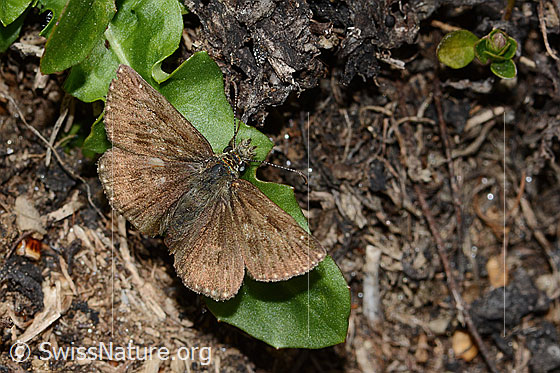 Foto: Dunkler Dickkopffalter (Erynnis tages). Flügel geöffnet. Ansicht von oben.
