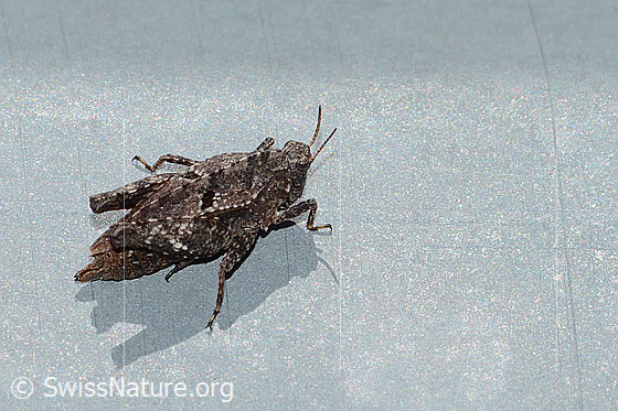 Photo: Tetrix bipunctata. Length 10 - 14.5mm. Female. View from diagonally above.