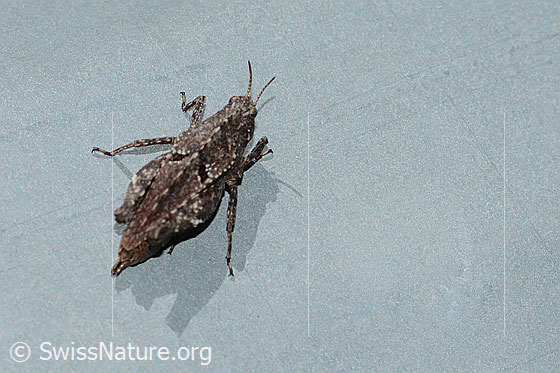 Foto: Zweipunkt-Dornschrecke (Tetrix bipunctata). Länge 10 - 14.5mm. Weibchen. Ansicht von oben.