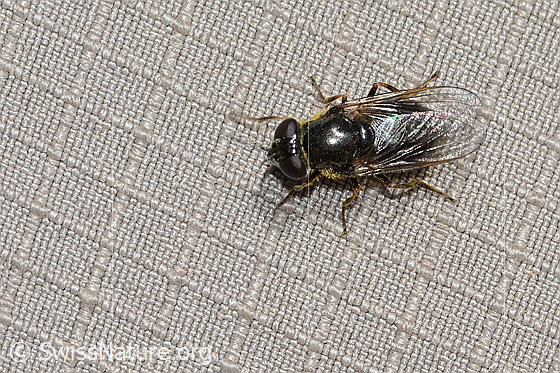 Foto: Wahrscheinlich Gänsedistel-Erzschwebfliege (Cheilosia caerulescens). Länge 9mm. Weibchen. Ansicht von oben.