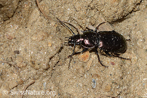 Metallischer Grabkäfer (Pterostichus burmeisteri)