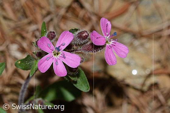 Photo: Saponaria ocymoides. Blossoms.
