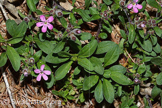 Photo: Saponaria ocymoides. Whole plant (habiti).