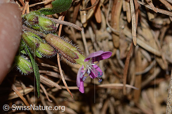 Photo: Saponaria ocymoides. Calyx and blossom.
