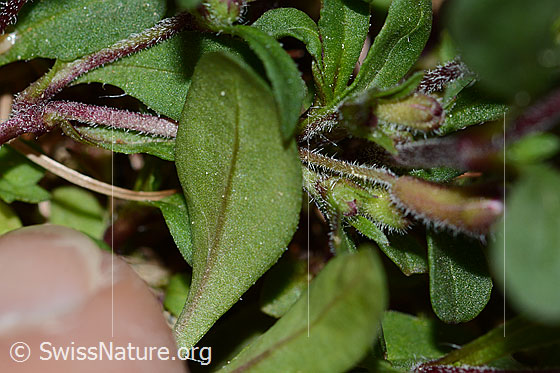 Photo: Saponaria ocymoides. Leaf underside and stem.