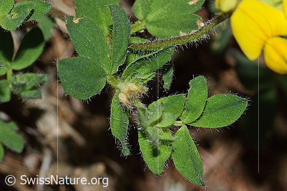 Photo: Lotus alpinus. Leaves.