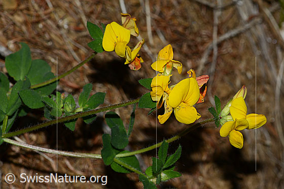 Foto: Alpen-Hornklee (Lotus alpinus). Blüten und Stängel.