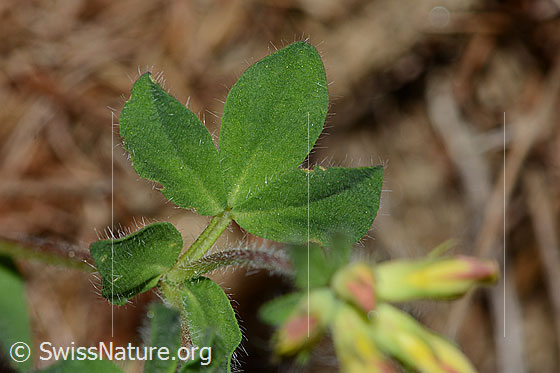 Photo: Lotus alpinus. Leaves.