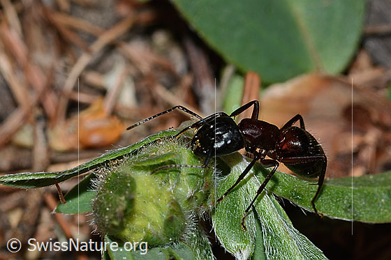 Foto: Braunschwarze Rossameise (Camponotus ligniperda). Länge 13mm. Ansicht von schräg vorne.