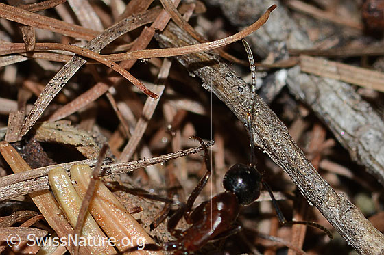 Photo: Camponotus ligniperda. Length 13mm. Ant antennae and foot.