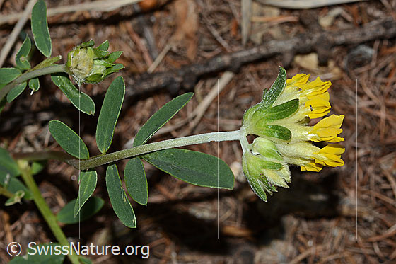 Foto: Alpen-Wundklee (Anthyllis vulneraria ssp. alpestris). Stängelblatt, Stängel, Hüllblätter und Blüten.