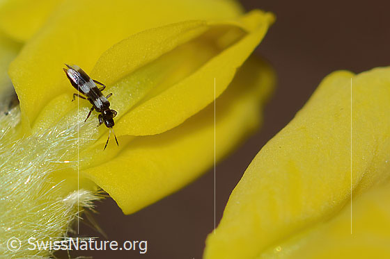 Foto: Wahrscheinlich Aeolothrips ericae (Thrips) auf Alpen-Wundklee (Anthyllis vulneraria ssp. alpestris). Länge 2mm. Weibchen. Ansicht von schräg oben.