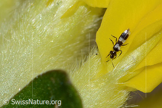 Aeolothrips ericae (Thrips) auf Alpen-Wundklee (Anthyllis vulneraria ssp. alpestris)