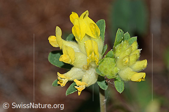 Foto: Alpen-Wundklee (Anthyllis vulneraria ssp. alpestris). Blüten.
