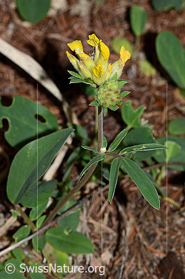 Foto: Alpen-Wundklee (Anthyllis vulneraria ssp. alpestris). Ganze Pflanze (Habitus).