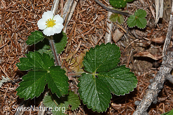 Foto: Wald-Erdbeere (Fragaria vesca). Ganze Pflanze (Habitus).