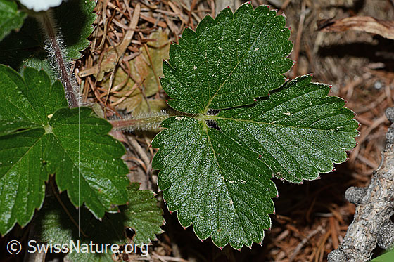 Photo: Fragaria vesca. Leaves.