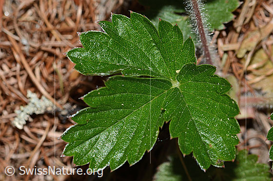 Photo: Fragaria vesca. Leaves.