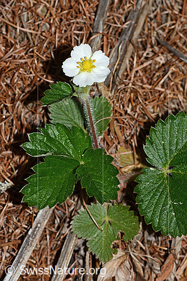 Foto: Wald-Erdbeere (Fragaria vesca). Ganze Pflanze (Habitus).