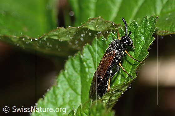 Arge ustulata (Bürstenhornblattwespe)