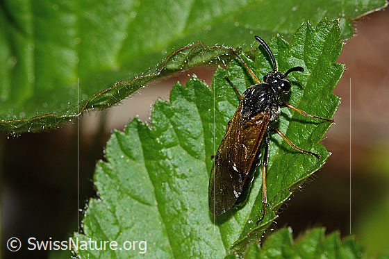 Photo: Arge ustulata. Length 8mm. Female. View from diagonally above.