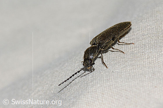 Photo: Limonius minutus. Length 9mm. View diagonally from the front.