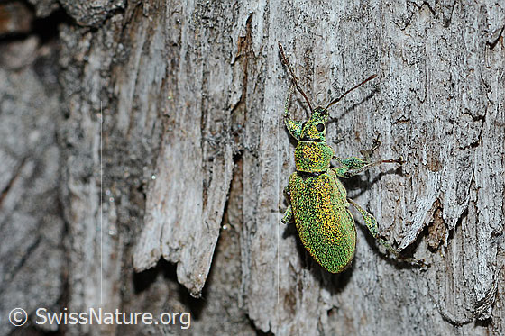 Foto: Gebirgs-Blattrüssler (Phyllobius arborator). Länge 8mm. Weibchen. Ansicht von schräg oben.