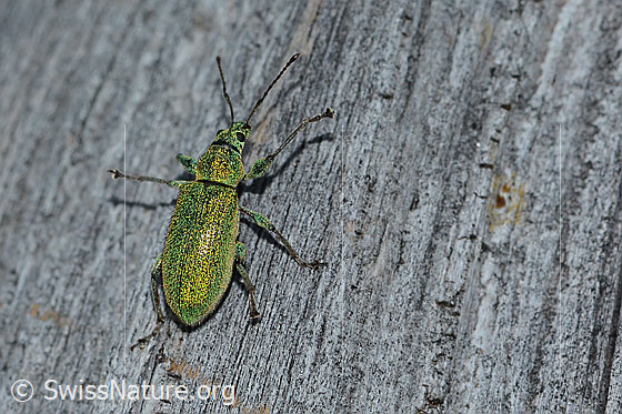 Photo: Phyllobius arborator. Length 8mm. Female. View from above.