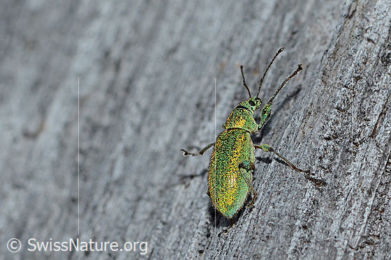 Foto: Gebirgs-Blattrüssler (Phyllobius arborator). Länge 8mm. Weibchen. Ansicht von der Seite.