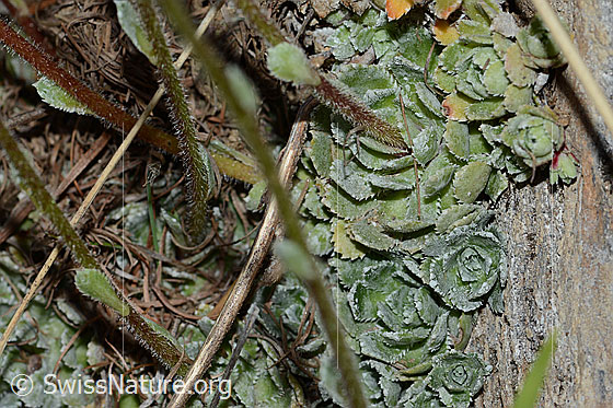 Foto: Trauben-Steinbrech (Saxifraga paniculata). Blattrosetten und Stängel.