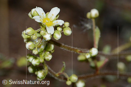 Foto: Trauben-Steinbrech (Saxifraga paniculata). Blüten.