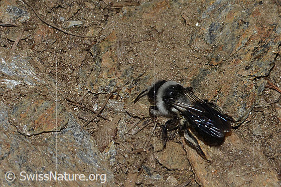 Foto: Graue Sandbiene (Andrena cineraria). Länge 14mm. Weibchen. Wird auch Grauschwarze Düstersandbiene oder Aschgraue Sandbiene genannt. Ansicht von hinten oben.