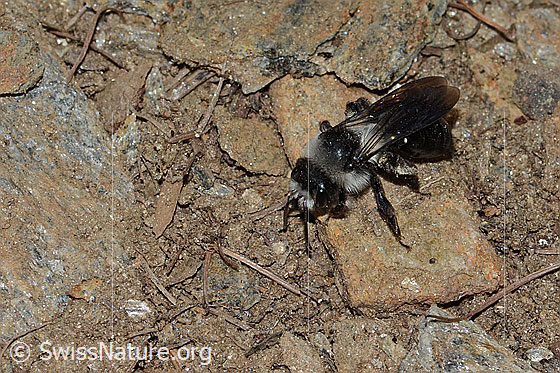 Foto: Graue Sandbiene (Andrena cineraria). Länge 14mm. Weibchen. Wird auch Grauschwarze Düstersandbiene oder Aschgraue Sandbiene genannt. Ansicht von seitlich oben.