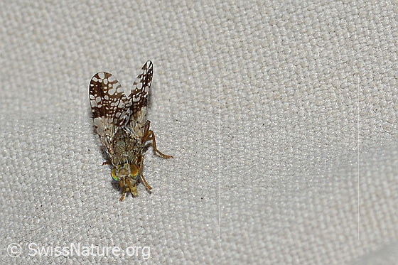 Foto: Tephritis conyzifoliae (Bohrfliege). Länge 5mm. Ansicht von vorne oben.