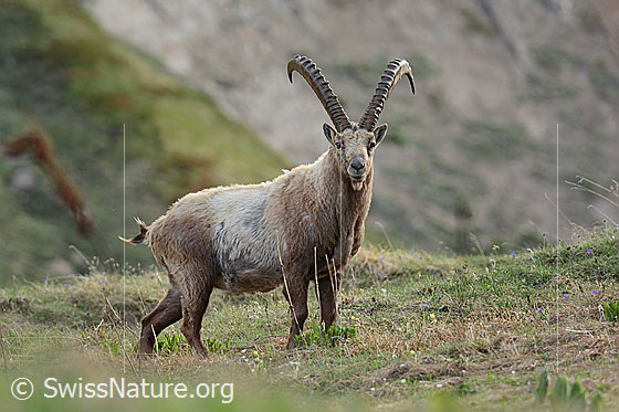 Foto: Alpensteinbock (Capra ibex). Männchen mit grossen Hörnern auf Alpweide. 
Familie: Bovidae (Hornträger)
Gattung: Capra (Ziegen)