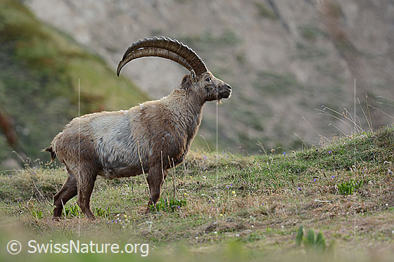 Alpensteinbock (Capra ibex)