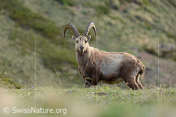 Photo: Capra ibex. Male with large horns.
Family: Bovidae
Genus: Capra