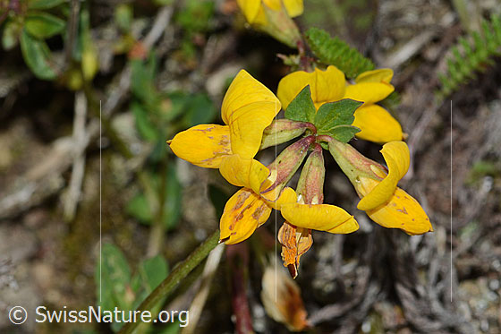 Photo: Lotus corniculatus. Blossoms. View from above.