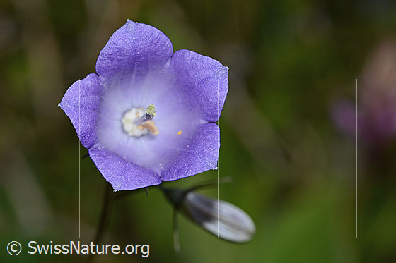 Foto: Wahrscheinlich Rautenblättrige Glockenblume (Campanula rhomboidalis). Blüte. Ansicht von vorne.
