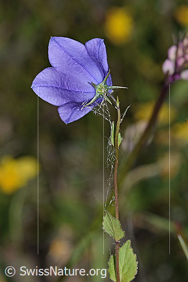 Foto: Wahrscheinlich Rautenblättrige Glockenblume (Campanula rhomboidalis). Blüte und Stängel.