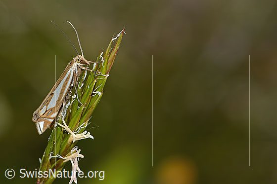 Foto: Wahrscheinlich Crambus lathoniellus (Rüsselzünsler). Ansicht von der Seite.