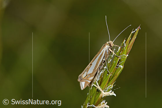 Foto: Wahrscheinlich Crambus lathoniellus (Rüsselzünsler). Ansicht von der Seite.