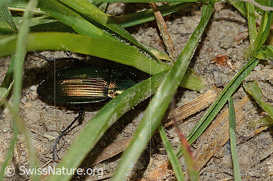 Foto: Kupferfarbener Buntgrabläufer (Poecilus cupreus). Länge 11mm. Der Käfer versucht, sich unter Grashalmen zu verstecken.