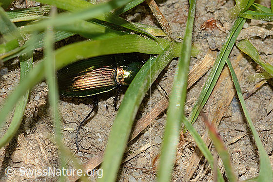 Foto: Kupferfarbener Buntgrabläufer (Poecilus cupreus). Länge 11mm. Der Käfer versucht, sich unter Grashalmen zu verstecken.