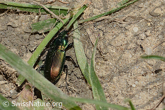 Kupferfarbener Buntgrabläufer (Poecilus cupreus)