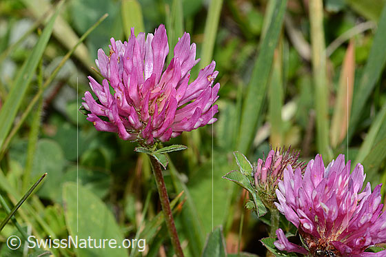 Foto: Rot-Klee (Trifolium pratense). Blüten. Ansicht von schräg oben.